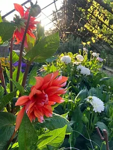 Pick your own seasonal flowers