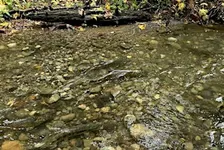 2026 Salmon Docent Training