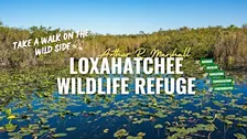 Birding Arthur R. Marshall Loxahatchee NWR with Kar DeGeiso