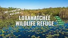 Birding Arthur R. Marshall Loxahatchee NWR with Kar DeGeiso