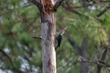 Guided Walk: CREW Marsh Trails (Red Trail)