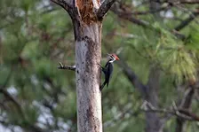 Guided Walk: CREW Marsh Trails (Red Trail)