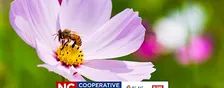 Beginning Beekeeping Course - Establishing Colonies/Basic Hive - Week 6