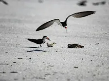 Shorebird Stroll