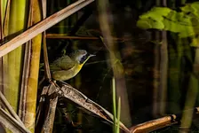 Guided Birding Walk: Fall Migration