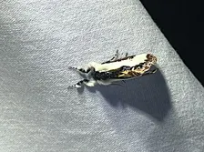 Mothing: Strolling Science