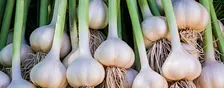 Growing Garlic at Home
