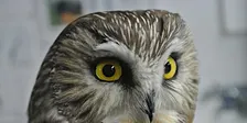 Owl-o-ween !!!