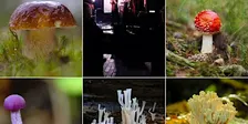 Mushroom Walk & Talk with expert Lukas Large