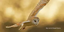 What a Hoot!  Wild Child Workshop (PM)