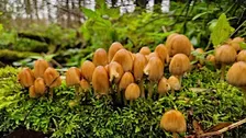 Herfstwandeling op zondag 11 oktober in Broekpolder Vlaardingen