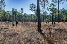 Native Seed Collection in the Virginia Pinelands