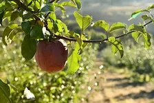 Sweet Water Farms U-Pick Apples