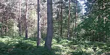 Getting to Know Conifers