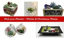 Relax Before the Holidays: Build Your Own Succulent Terrarium
