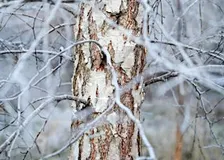 Reading the Forest: Identifying Trees in Winter