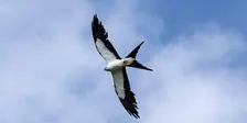 Guided Birding Walk: Swallow-Tailed Kites