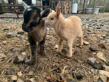 Volunteer Training - Nov 7
