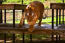 2026 Public Conservation Tour - Meet the Big Cats at Tiger Creek