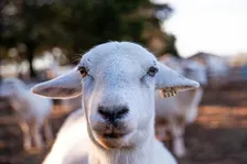 Shepherd Experience: Farm Tour with Sheep Interaction