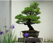 World Bonsai Day 2027