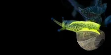 Biofluorescent Night Walk at Ebernoe Wildlands: 1