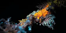 Biofluorescent Night Walk at Ebernoe Wildlands: 2