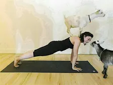 Goat Yoga - November 15 at 1:30pm