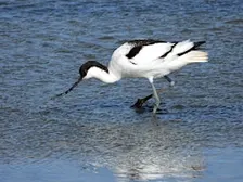Brilliant birds (27 October)