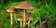 Herfstmiddagwandeling op 15 nov om 14.00 in Broekpolder Vlaardingen