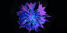 Biofluorescence Night Walks at Lower Woods