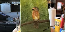 Christmas Acrylic Painting Workshop: Painting a Robin for Beginners