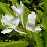 Wetland Wonders and Qualifiers for Quagmires