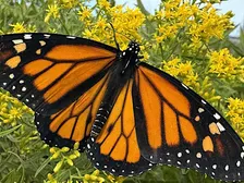 Stewardship Session  ~ Monarch Tagging , Seed Collecting & SEAd Bomb Making