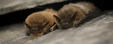 NWT Sweet Briar Marshes - In search of bats and other night time creatures