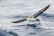 Fall Pelagic-Palm Beach Pelagics 9/27/2026