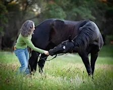 How to Prevent and Alleviate Neck and Back Pain For Your Equine Partner