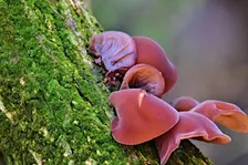 Wildlife Watch - Fantastic fungi (Family event)