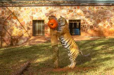 Prowl-O-Ween 2026