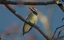 NJ Audubon: Rutgers University Ecological Preserve Birder's Walk