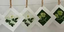 Introduction to Collagraph Printing