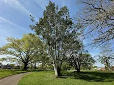 Mellon Park Tree ID Hike