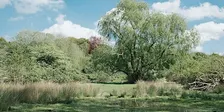 Bat Walk at Cary’s Meadow