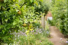 Wilder Communities - Community focus: from orchard to woodland