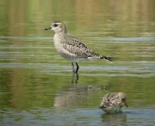 Forsythe (Brigantine) NWR