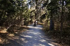 Forest Bathing Walk (ANFT Certified)