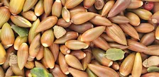 All About Acorns Workshop