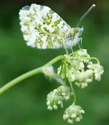Home Education 11-16yrs: Macro Photography Workshop