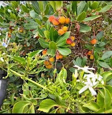 Lab botanica! IMPARIAMO A COSTRUIRE UN ORTO-GIARDINO IN VASO