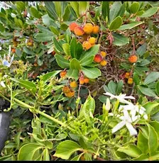 Lab botanica! IMPARIAMO A COSTRUIRE UN ORTO-GIARDINO IN VASO